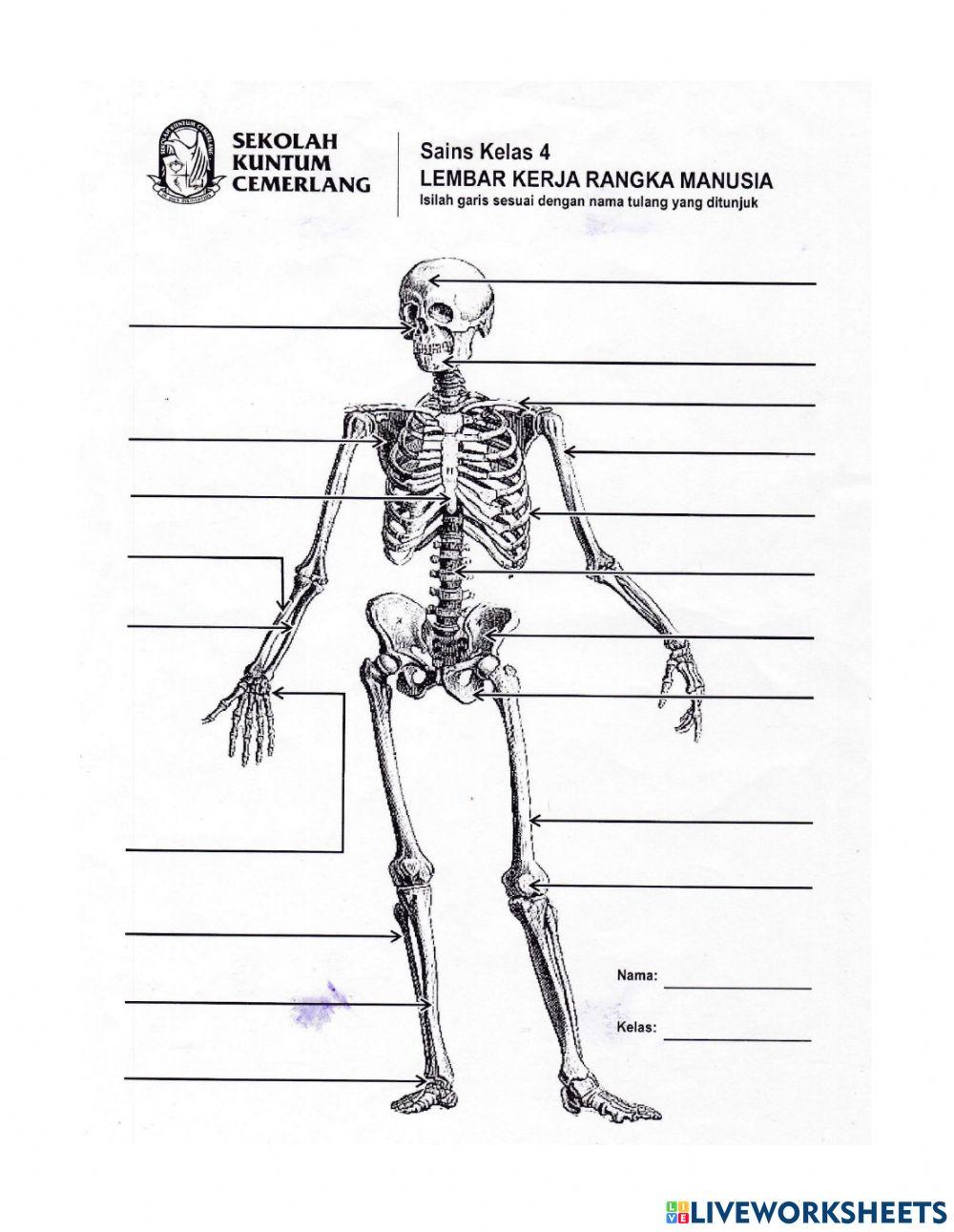 Wajib Tahu! 5 Latihan Soal IPA Kelas 4 Semester 2 Tentang Rangka Manusia Agar Juara